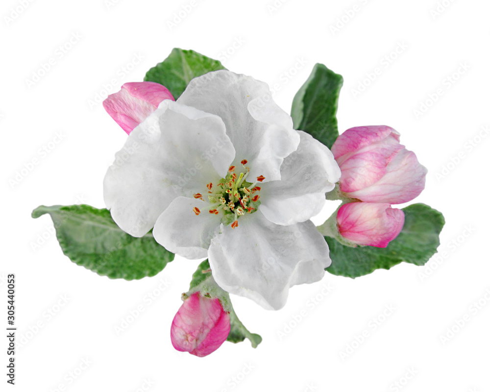 Beautiful white flower isolated on a white background Beautiful white flower isolated on a white background