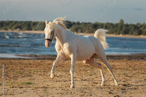 Beautiful white horse with long mane run gallop across background of the sea beach
