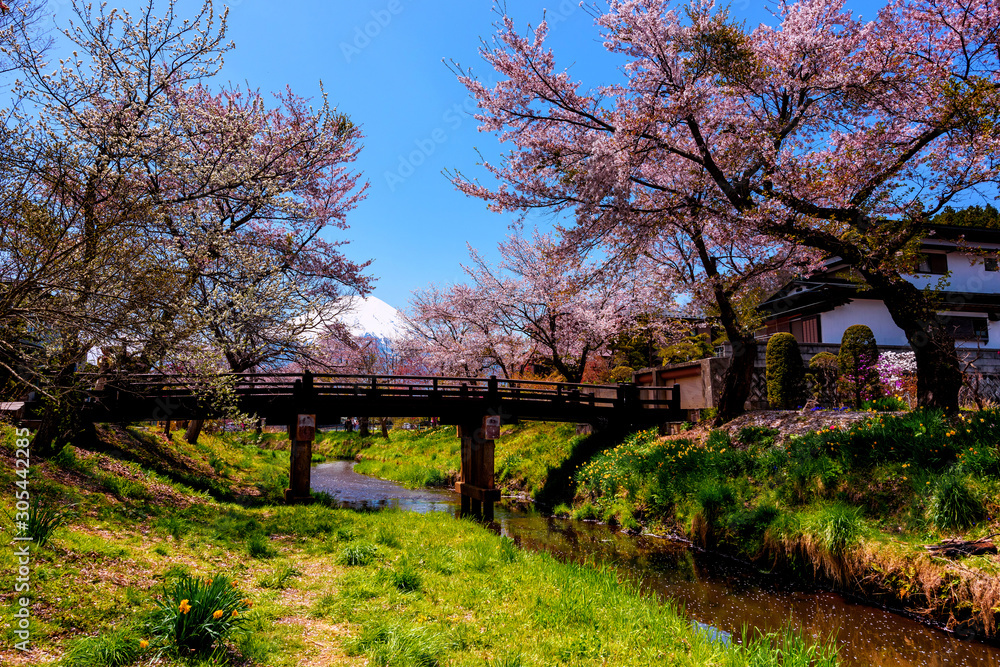 Oshino Hakkai village and fuji with sakura