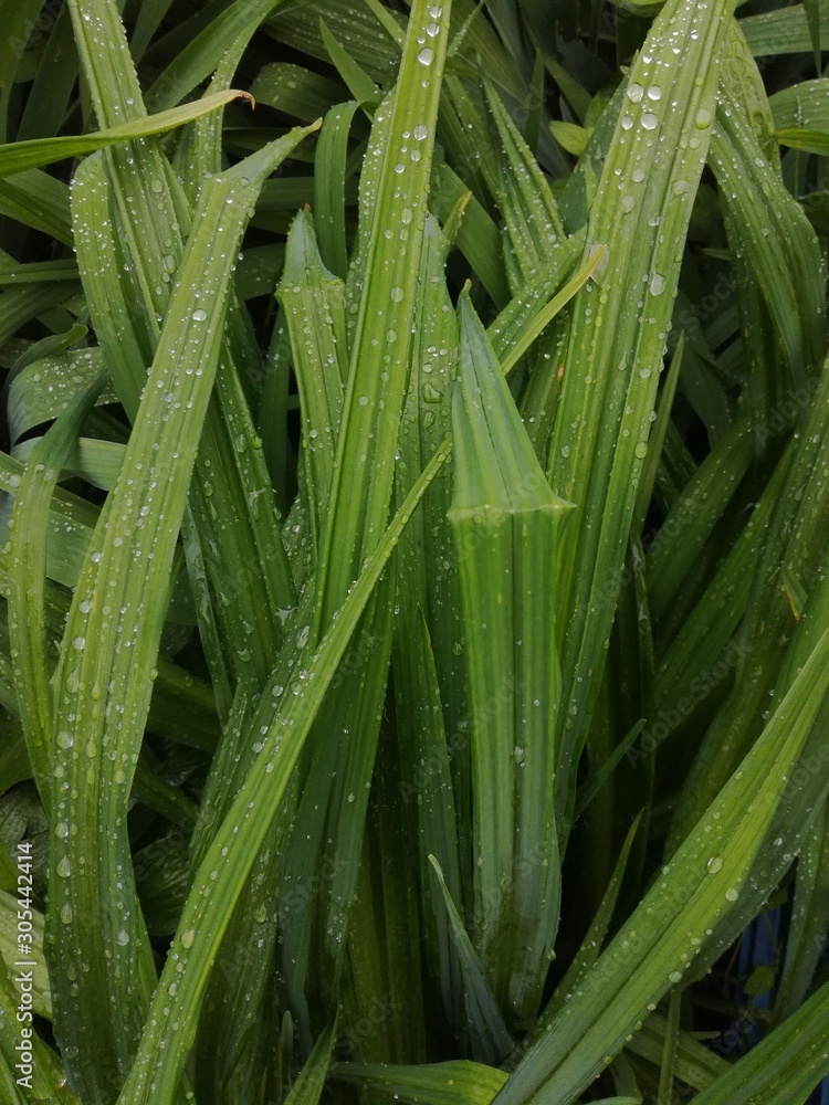 Obraz premium sporout