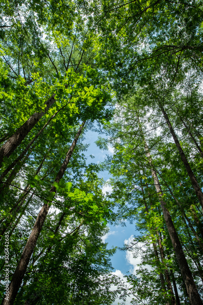Fototapeta premium Forest