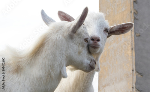 Two white cute funny goats