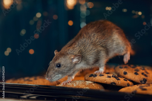 2020 year of the rat photo