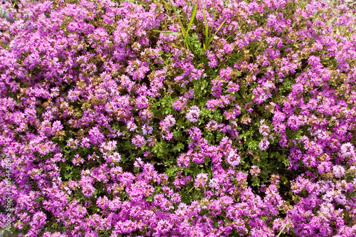 A photo with many small pink purple flowers on the whole screen