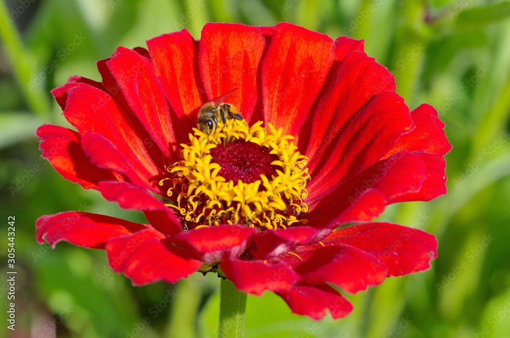 A bee collects nectar on a zinnia flower A bee collects nectar on a zinnia flower