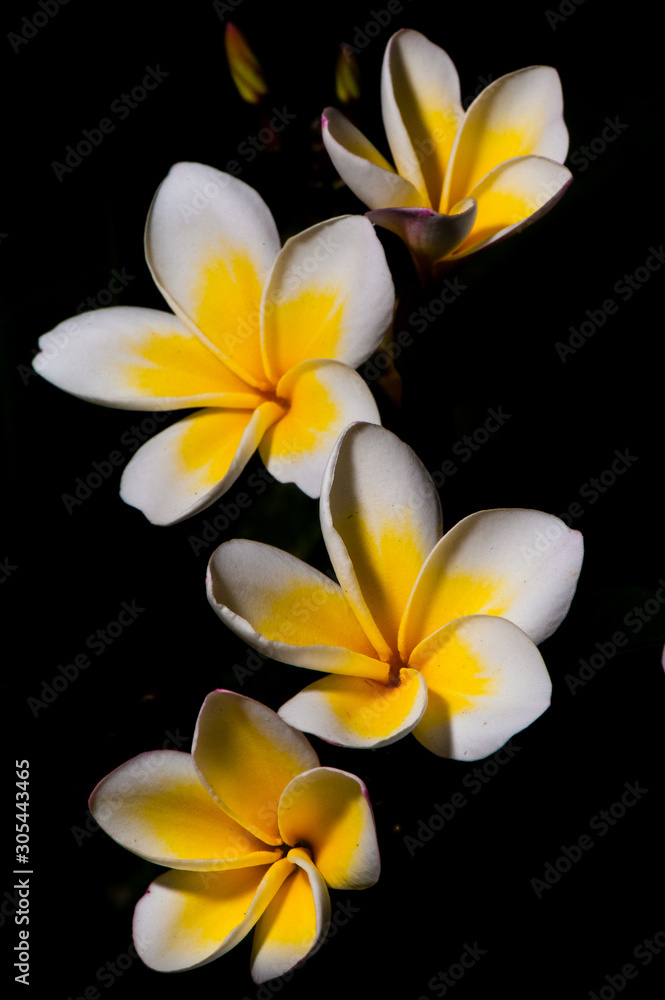 Fototapeta premium Yellow plumeria are tropical trees famous on black background