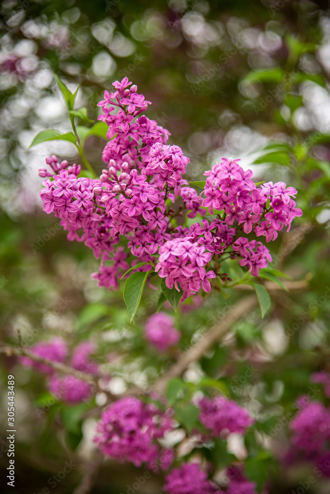 Obraz premium Beautiful Branch of Spring Lilac close-up, selective focus.
