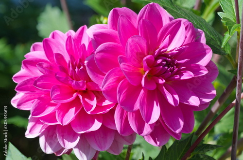 pink flower in the garden