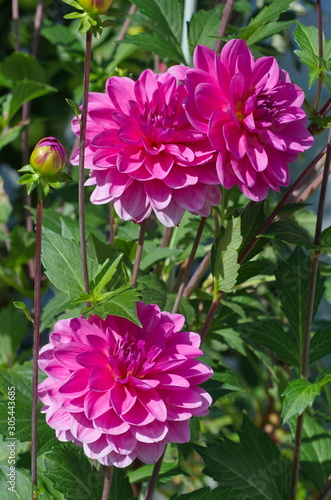 pink flower in the garden