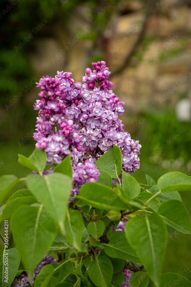 Beautiful Branch of Spring Lilac close-up, selective focus. Beautiful Branch of Spring Lilac close-up, selective focus.