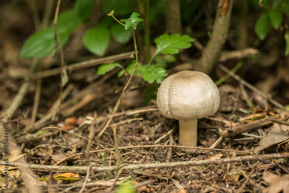 young white mushroom in the forest young white mushroom in the forest
