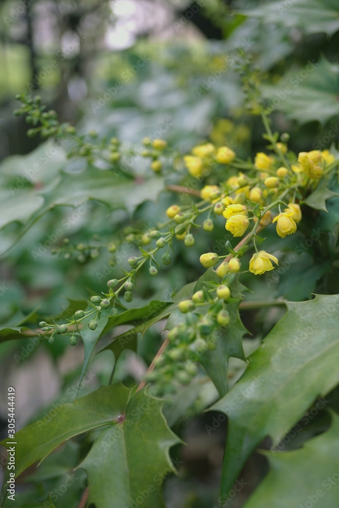 蕾がたくさんのヒイラギナンテンの花 Stock 写真 Adobe Stock 蕾がたくさんのヒイラギナンテンの花 Stock 写真 Adobe Stock