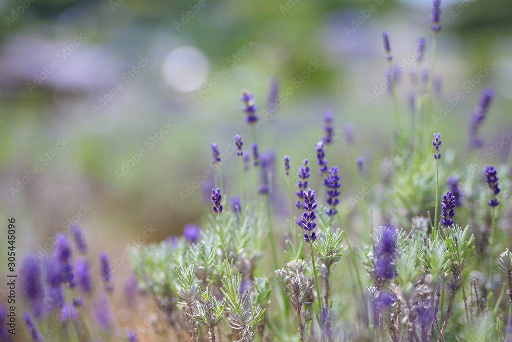 Naklejka premium Lawenda w Shinshu Music Village