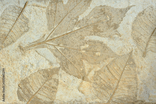 leaves cement  texture backgound