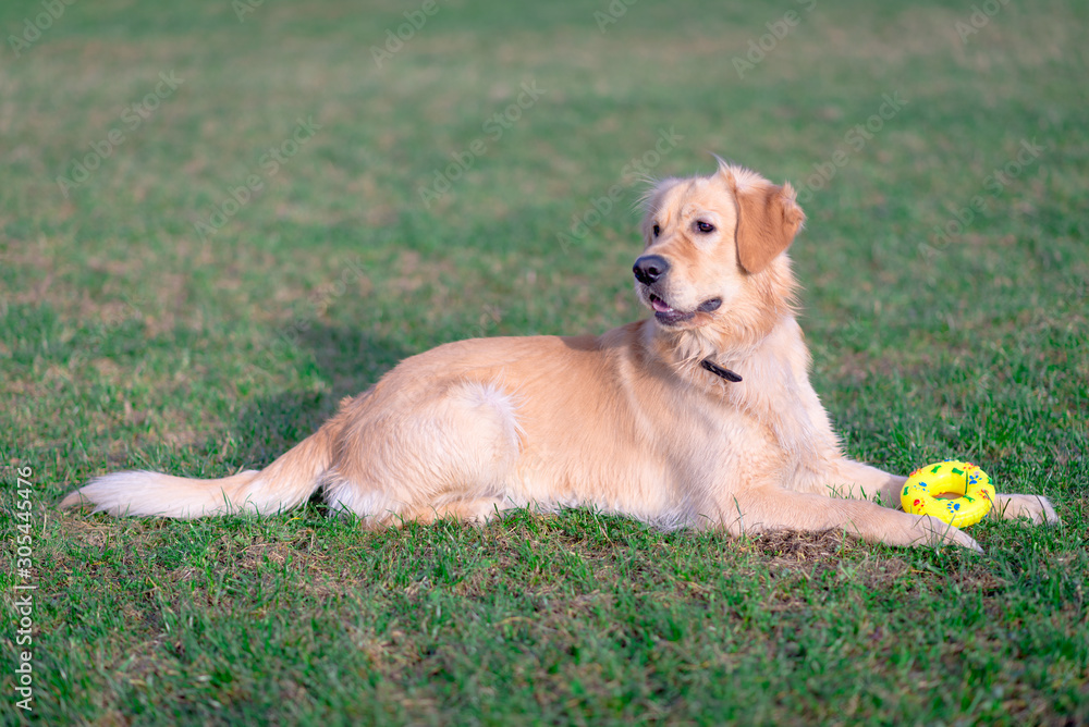 Beautiful golden retriever dog lie down with his yellow toy on a meadow outdoors. Beautiful golden retriever dog lie down with his yellow toy on a meadow outdoors.