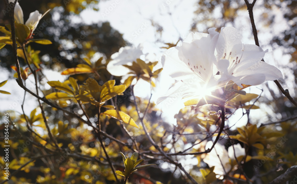 Beautiful white wild flower in the forest. Soft focus and blurred white flowers background. Beautiful white wild flower in the forest. Soft focus and blurred white flowers background.