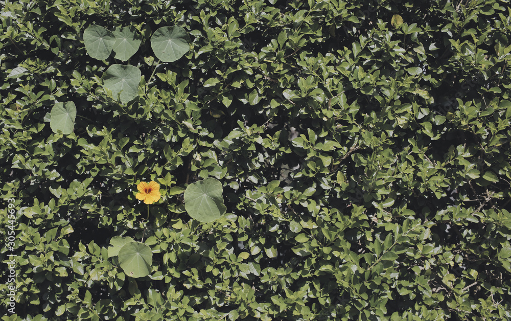 Nature green leaves pattern background with single yellow wild flower.Simplicity leaves wall background,color toned. Nature green leaves pattern background with single yellow wild flower.Simplicity leaves wall background,color toned.