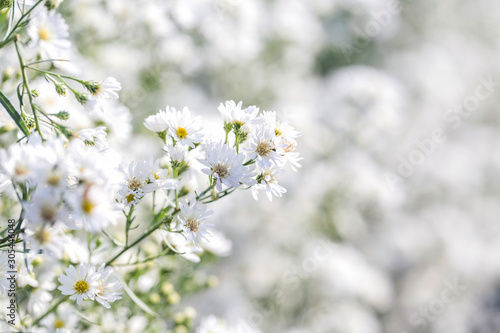 Beautiful White Michaelmas Daisy flowers in soft style for nature scene background