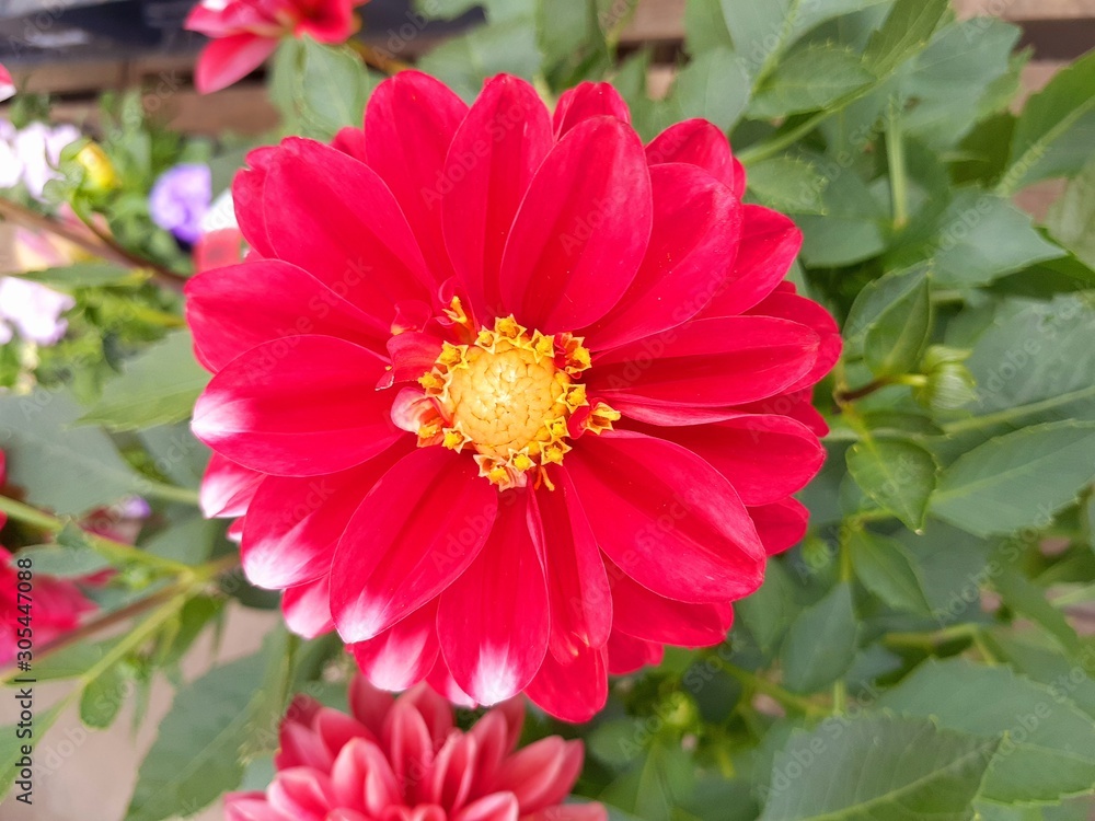 Fototapeta premium 園芸店の屋外で咲いていた赤いダリア