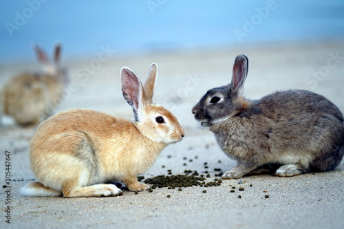Sweet rabbit background photo