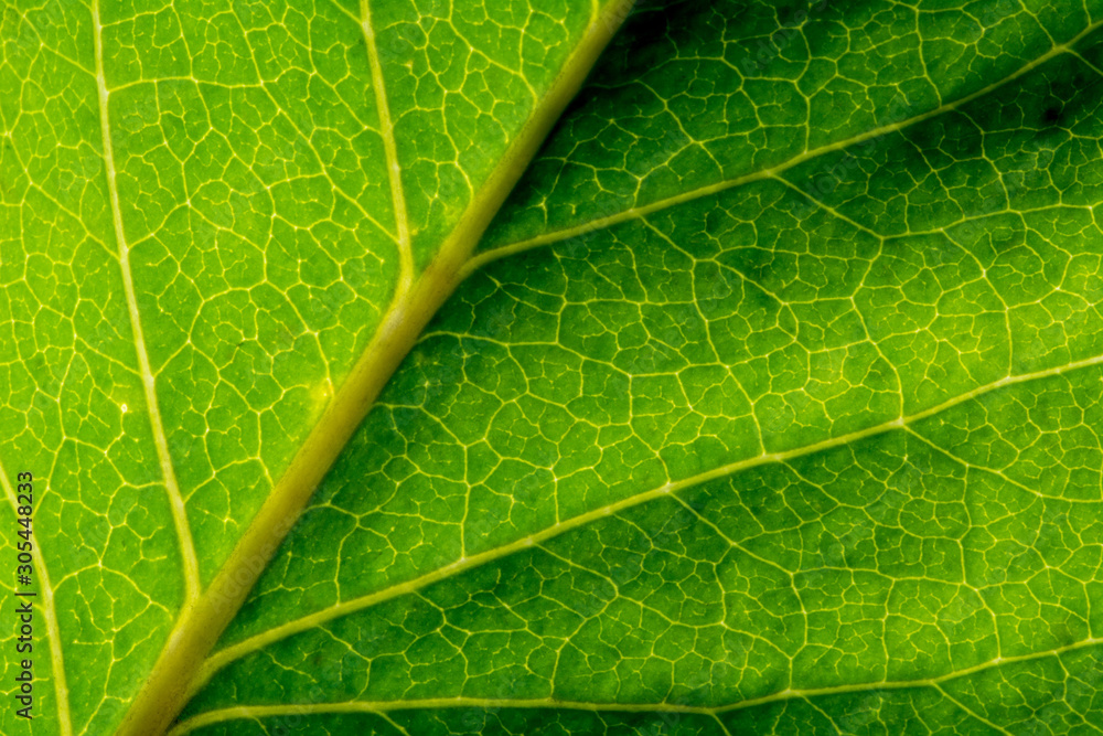 Macro of healthy green leaf with light green veins - slightly tilted Macro of healthy green leaf with light green veins - slightly tilted