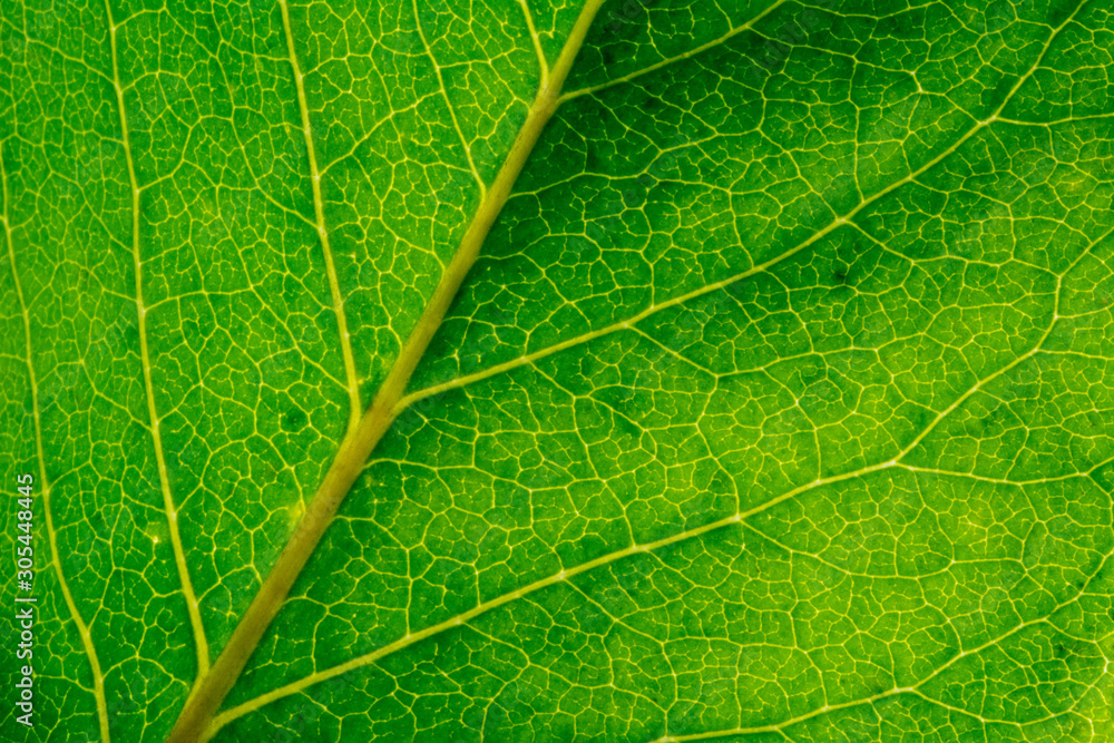 Macro of healthy green leaf with light green veins - slightly tilted Macro of healthy green leaf with light green veins - slightly tilted