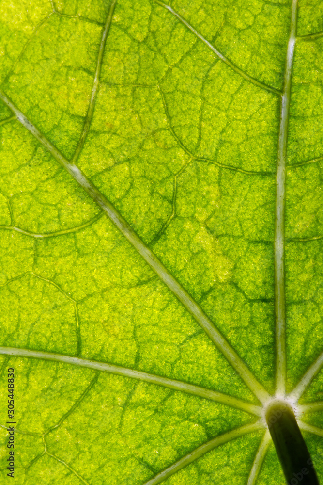 Macro of healthy green nasturtium leaf with light green net of veins and a stem Macro of healthy green nasturtium leaf with light green net of veins and a stem