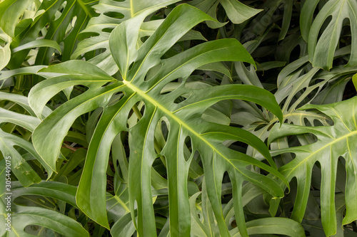 Costela de adão monstera deliciosa