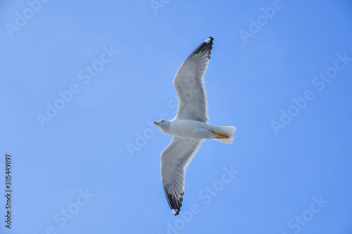Seagull flying in the sky. Writing area. Background. Wallpaper