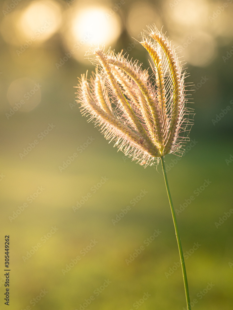 Swollen finger grass with sunlight in blur background. (Chloris barbata plant) Swollen finger grass with sunlight in blur background. (Chloris barbata plant)