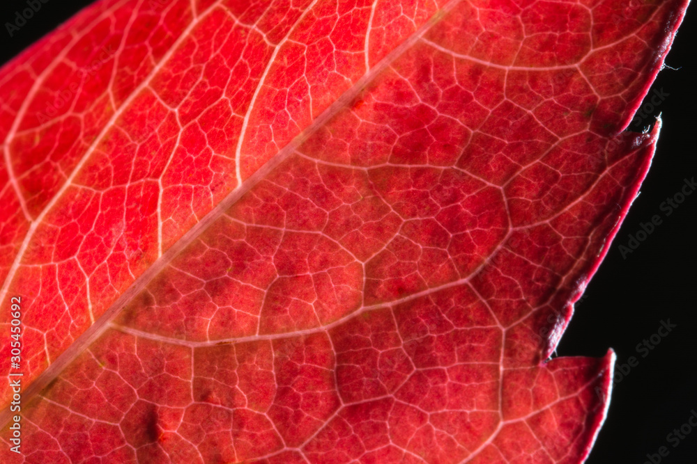 Fototapeta premium Macro of red autumn leaf with net of veins on black bacground