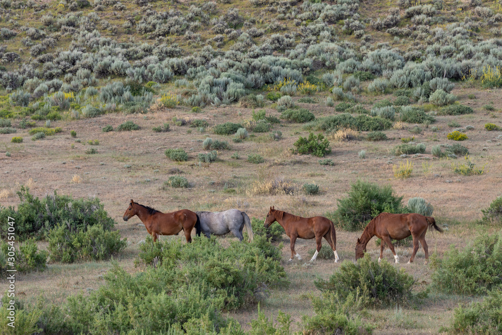 Herd of Wild Horses in Sand Wash Basin Colorado 