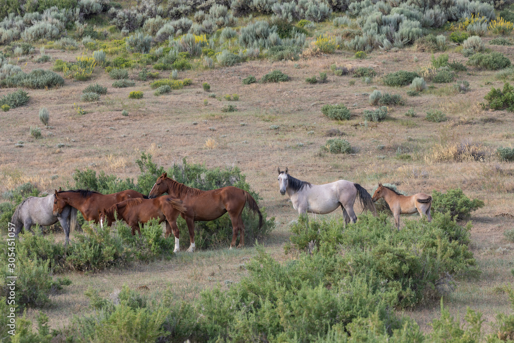 Herd of Wild Horses in Sand Wash Basin Colorado 