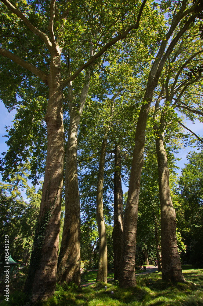 Big trees in botanic garden of Nantes in France,Europe