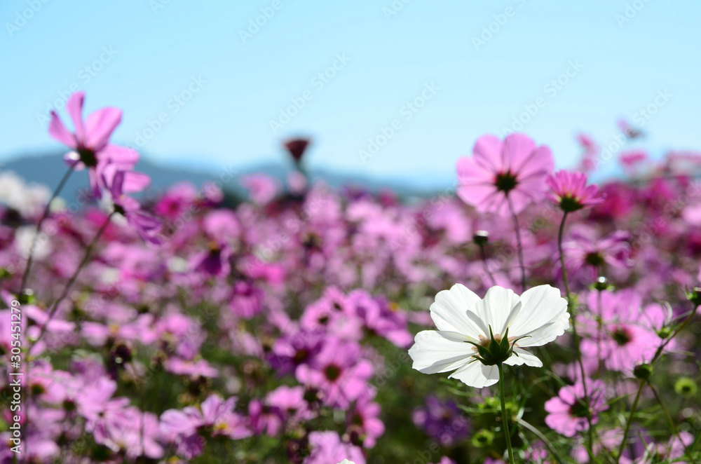 Beautiful cosmos flower garden against blue sky Beautiful cosmos flower garden against blue sky