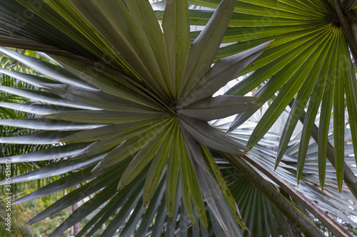 Palmeira com folha tipo leque