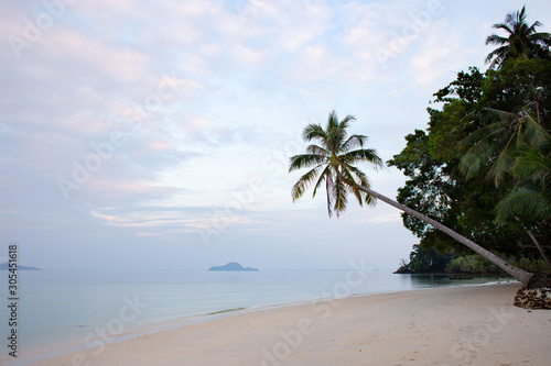 sea coast with palm
