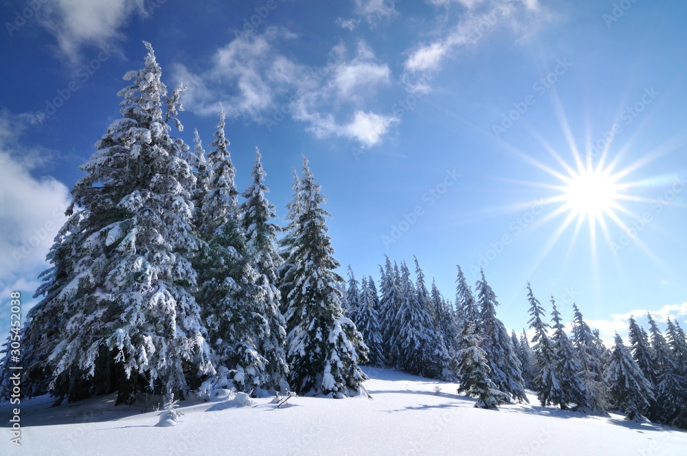 Sunny day in the winter forest