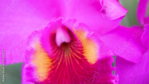 Pink Cattleya mossiae, Venezuelan orchid panning shot. photo