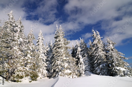 Snow covered fir trees, winter landscape