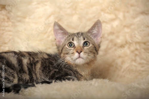 Fototapeta Naklejka Na Ścianę i Meble -  brown striped kitten on a light background of a fluffy plaid