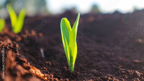 Corn seedlings with sunlight Thailand