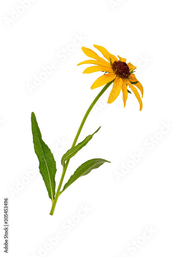 Rudbeckia yellow. Coneflower. Yellow Daisy