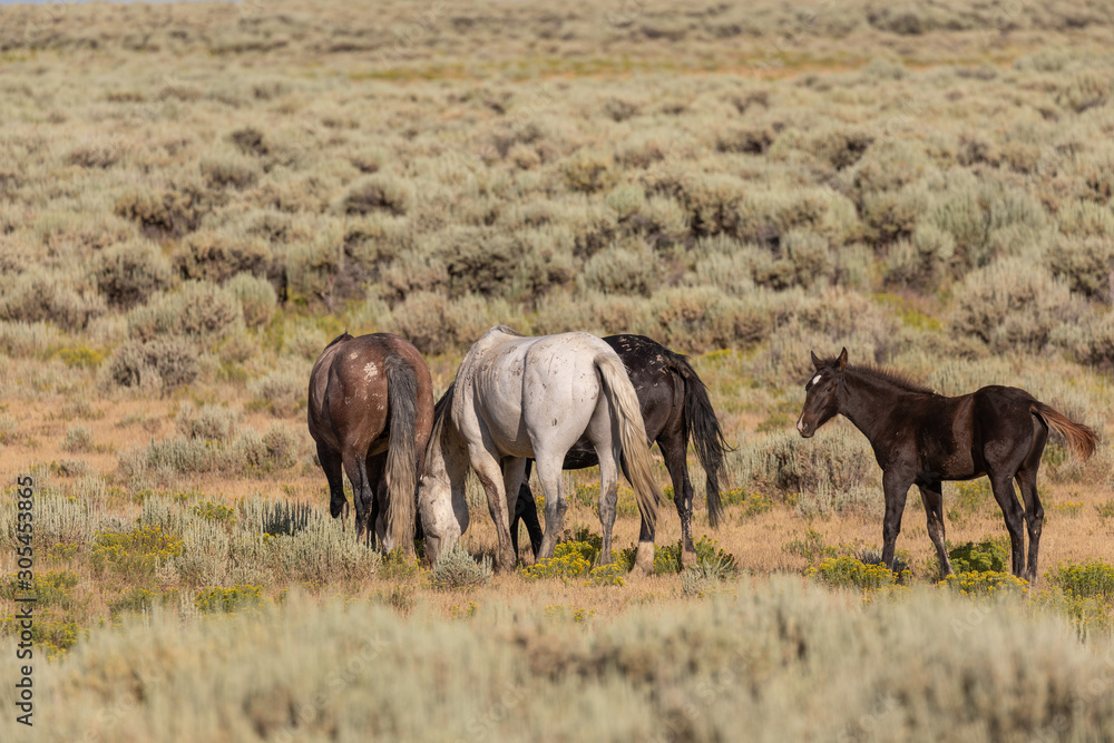 Herd of Wild Horses in Sand Wash Basin Colorado Herd of Wild Horses in Sand Wash Basin Colorado