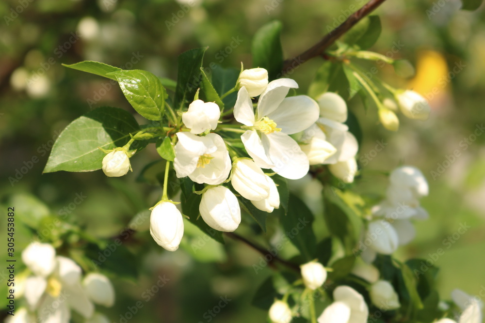 Obraz premium white flowers of apple tree