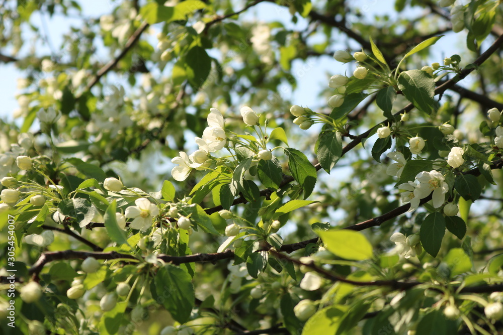 green leaves of tree in spring