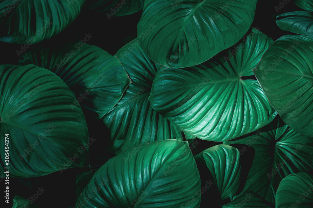 abstract green texture, nature background, tropical leaf