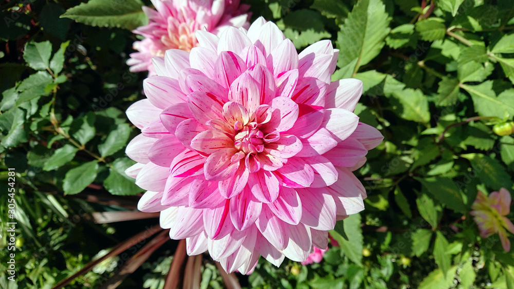 background photo of a blooming flower