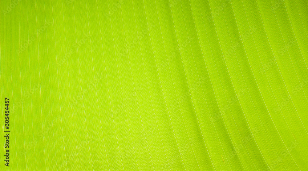 Leaf texture pattern for spring background, texture of green leaves Leaf texture pattern for spring background, texture of green leaves