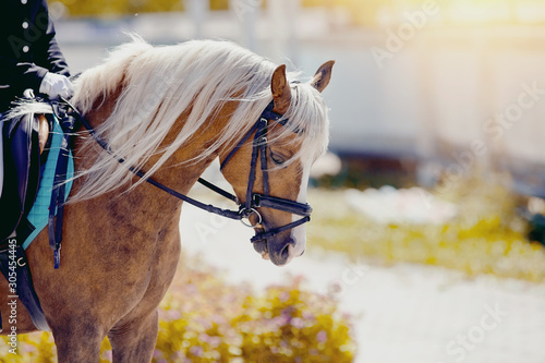 Equestrian sport. Portrait sports stallion iin the bridle.